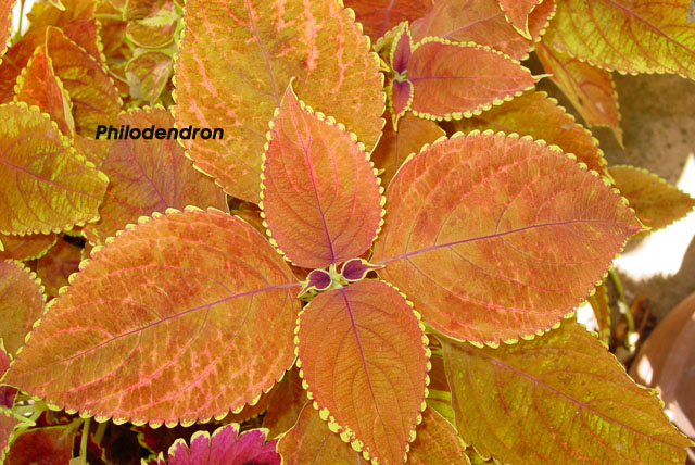 Orange Variegation